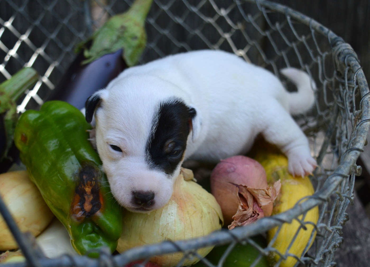 Du Jardin D'inuko - Chiots disponibles - Parson Russell Terrier