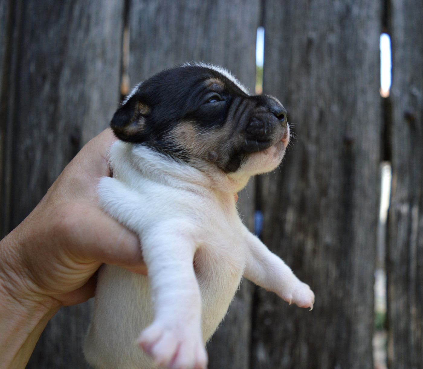 Du Jardin D'inuko - Chiots disponibles - Parson Russell Terrier