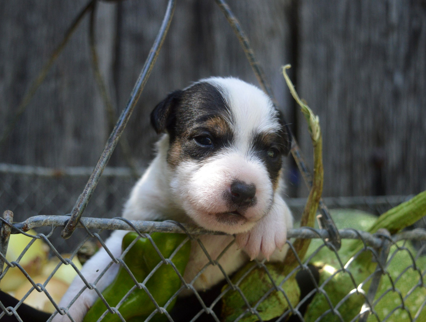 Du Jardin D'inuko - Chiots disponibles - Parson Russell Terrier