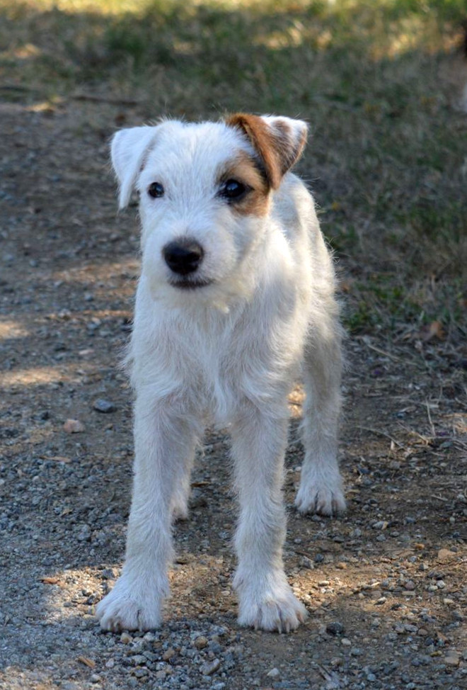 Du Jardin D'inuko - Parson Russell Terrier - Portée née le 18/04/2026
