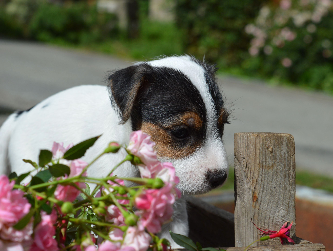 Du Jardin D'inuko - Chiots disponibles - Parson Russell Terrier