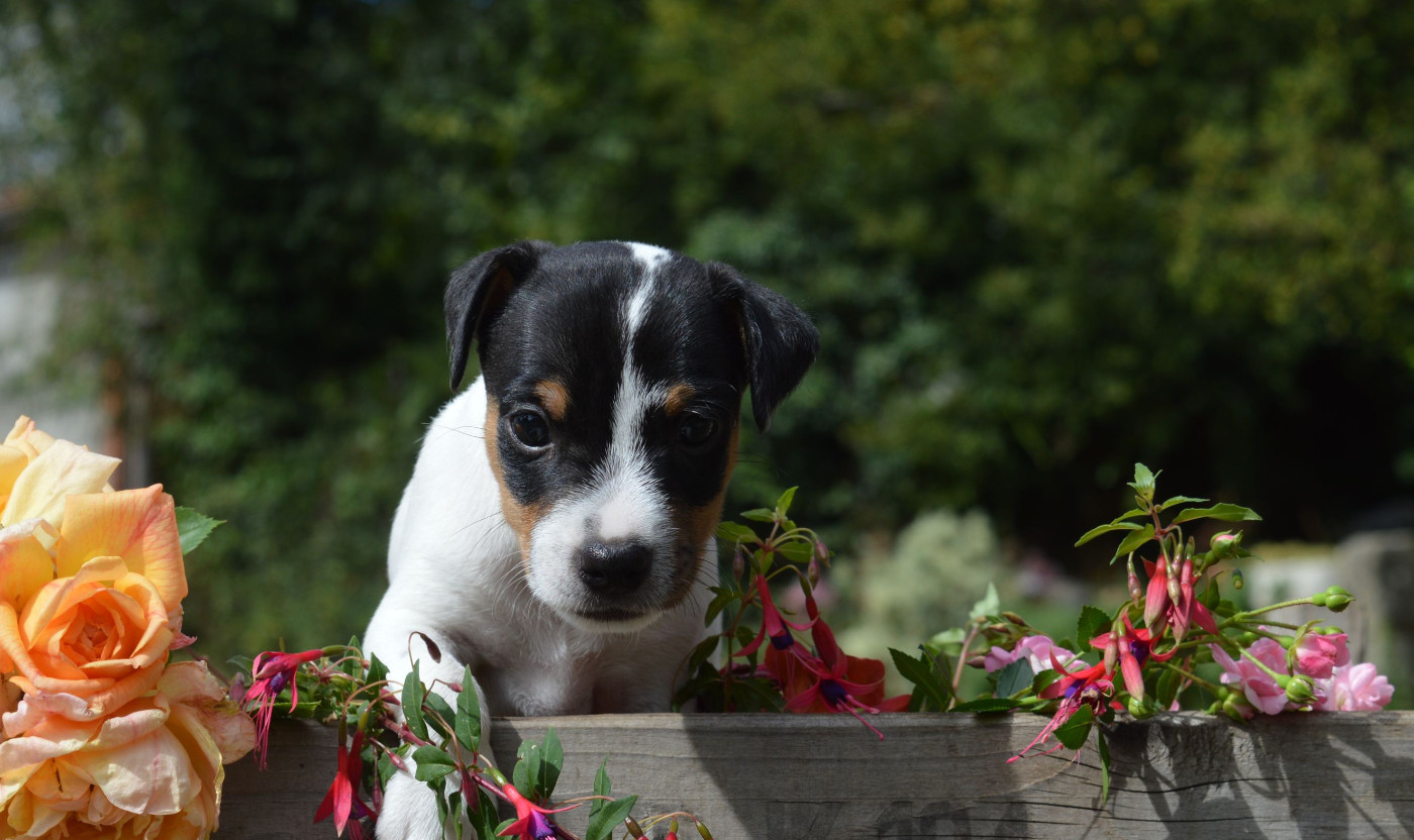 Du Jardin D'inuko - Chiots disponibles - Parson Russell Terrier