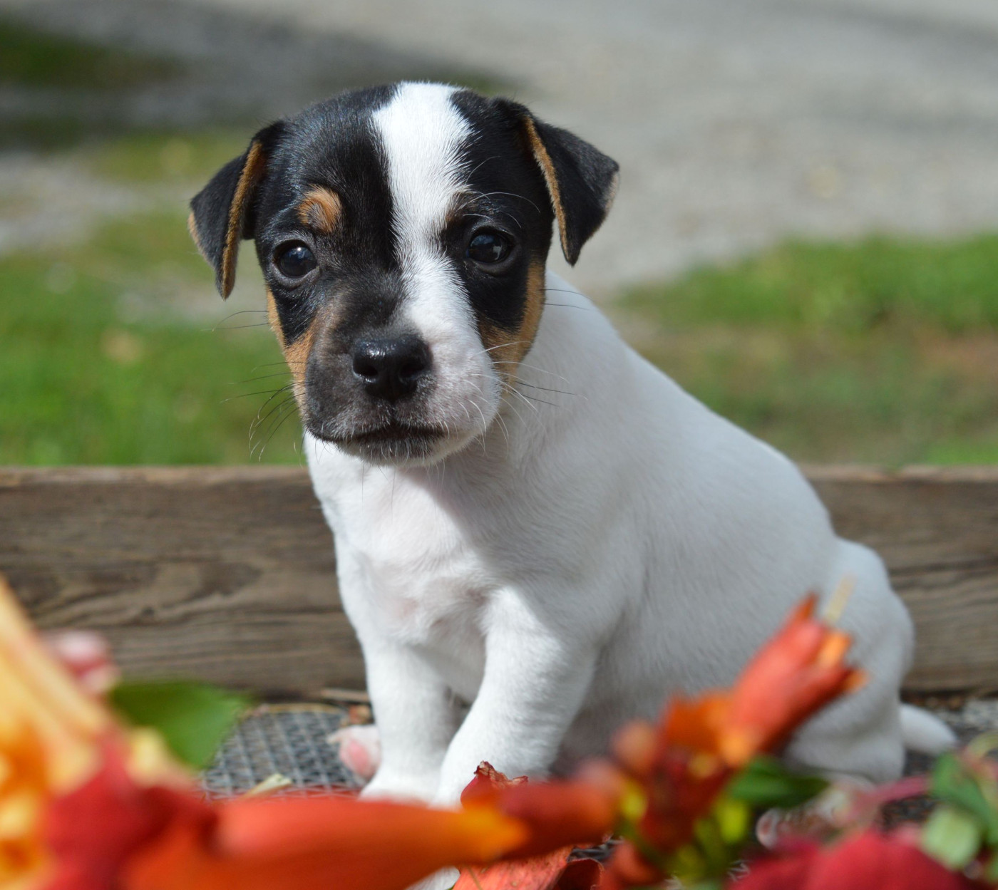 Du Jardin D'inuko - Chiots disponibles - Parson Russell Terrier