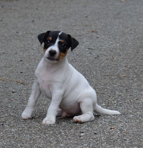 Du Jardin D'inuko - Chiots disponibles - Parson Russell Terrier