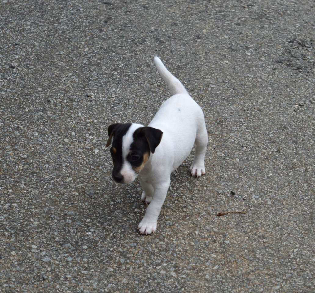 Du Jardin D'inuko - Chiots disponibles - Parson Russell Terrier