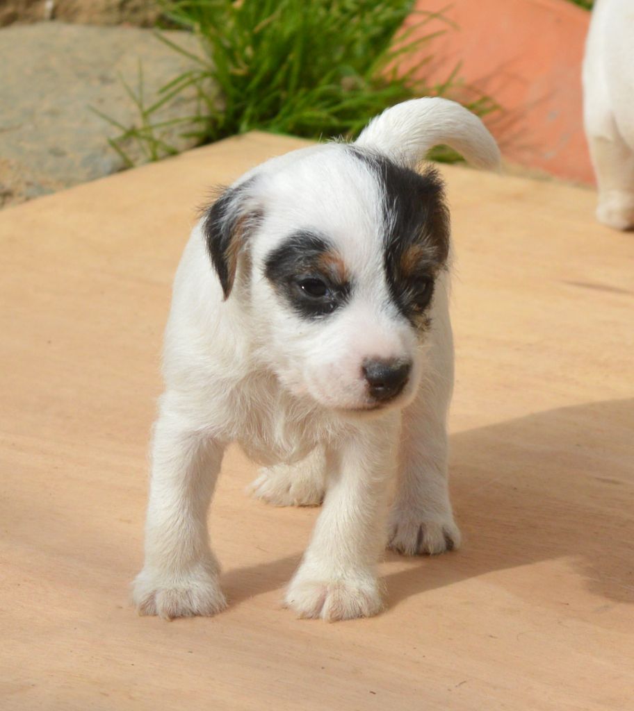Du Jardin D'inuko - Parson Russell Terrier - Portée née le 28/01/2021