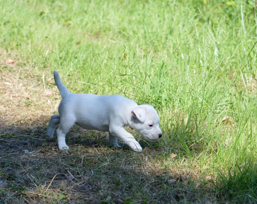 Du Jardin D'inuko - Chiots disponibles - Parson Russell Terrier