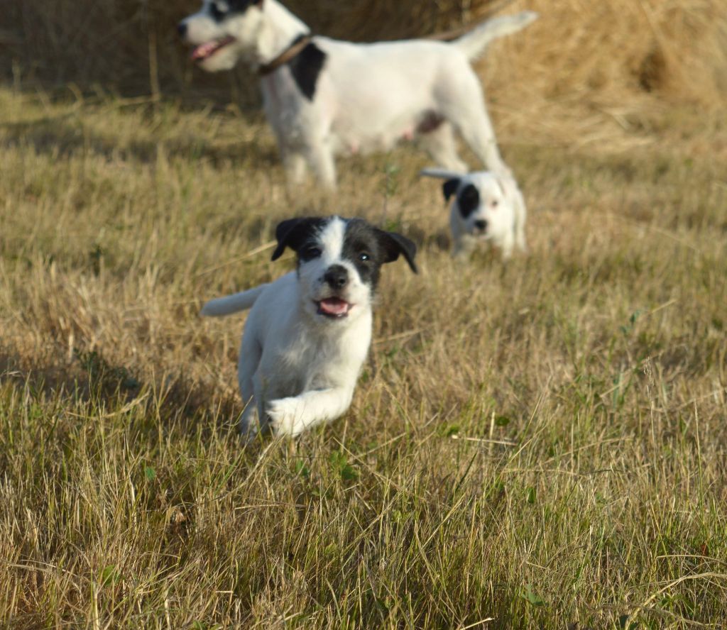 Du Jardin D'inuko - Chiots disponibles - Parson Russell Terrier
