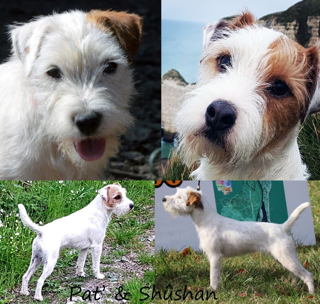 Du Jardin D'inuko - Parson Russell Terrier - Portée née le 14/02/2023