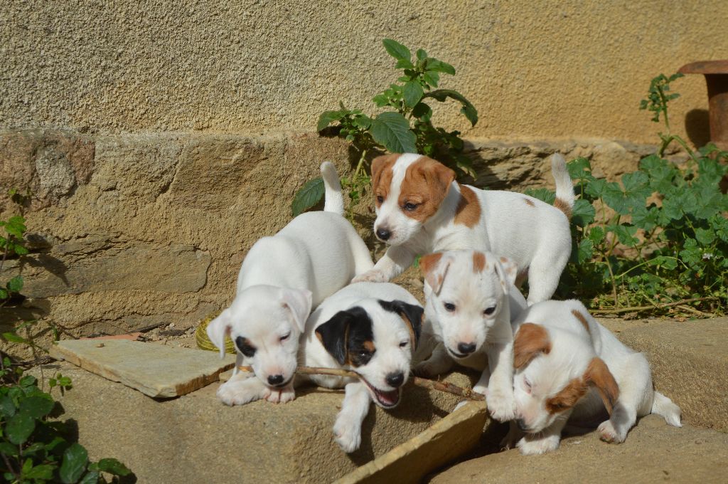Du Jardin D'inuko - Parson Russell Terrier - Portée née le 08/09/2022