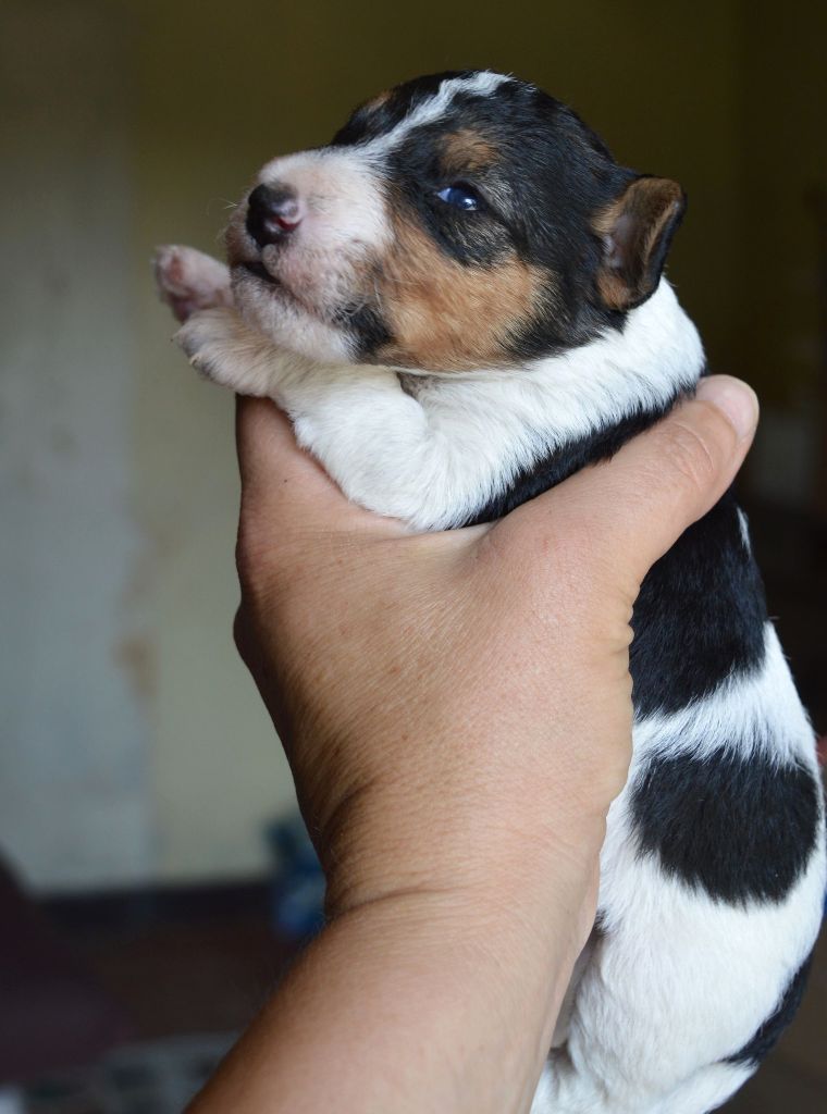 Du Jardin D'inuko - Chiots disponibles - Fox Terrier Poil Dur