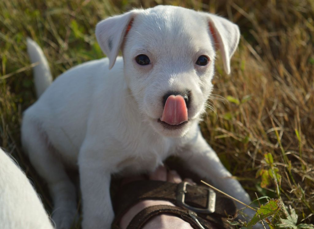Du Jardin D'inuko - Chiots disponibles - Parson Russell Terrier