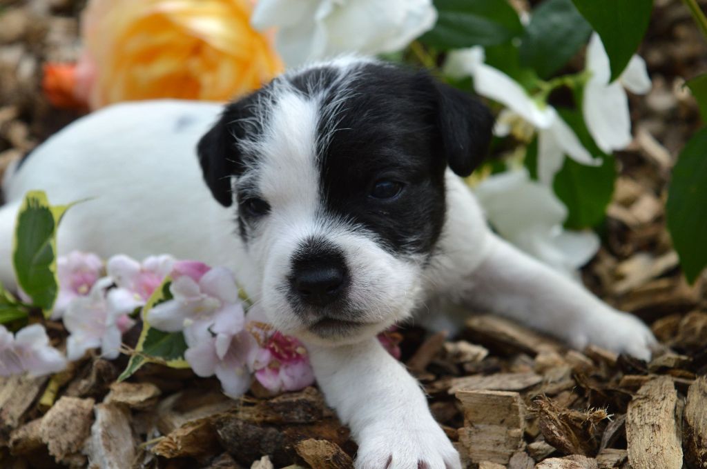Du Jardin D'inuko - Chiots disponibles - Parson Russell Terrier