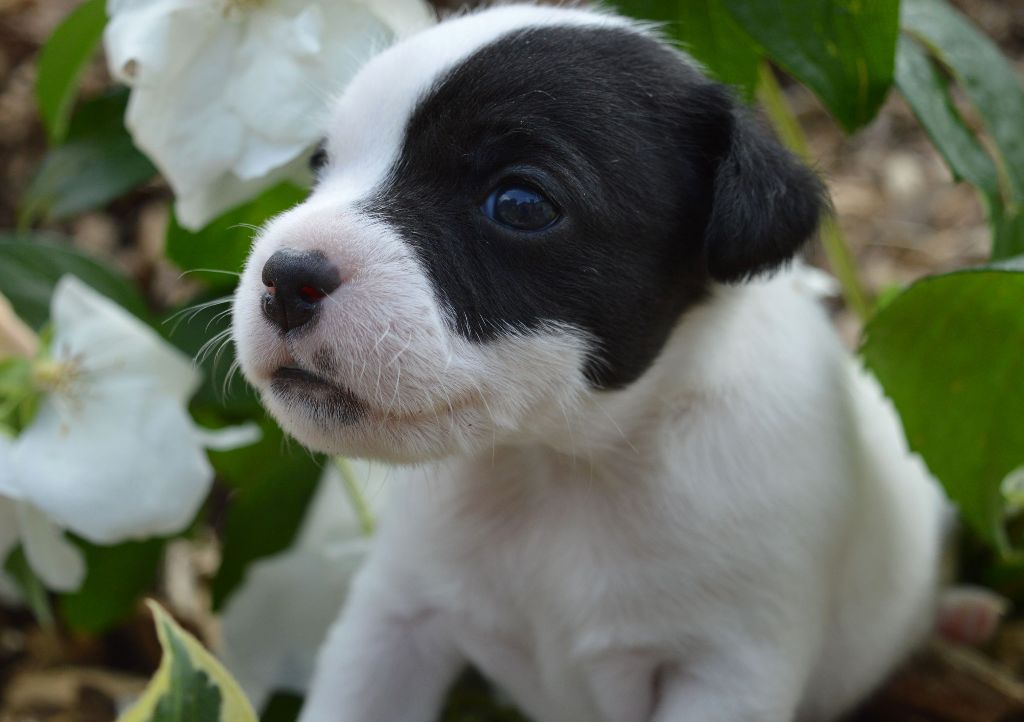 Du Jardin D'inuko - Chiots disponibles - Parson Russell Terrier