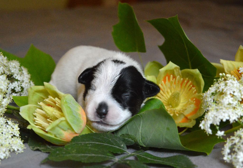 Du Jardin D'inuko - Chiots disponibles - Parson Russell Terrier