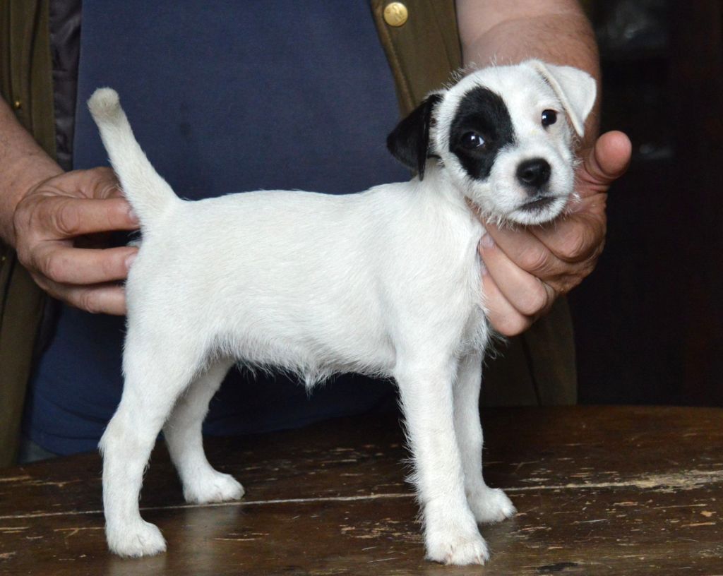 Du Jardin D'inuko - Chiots disponibles - Parson Russell Terrier