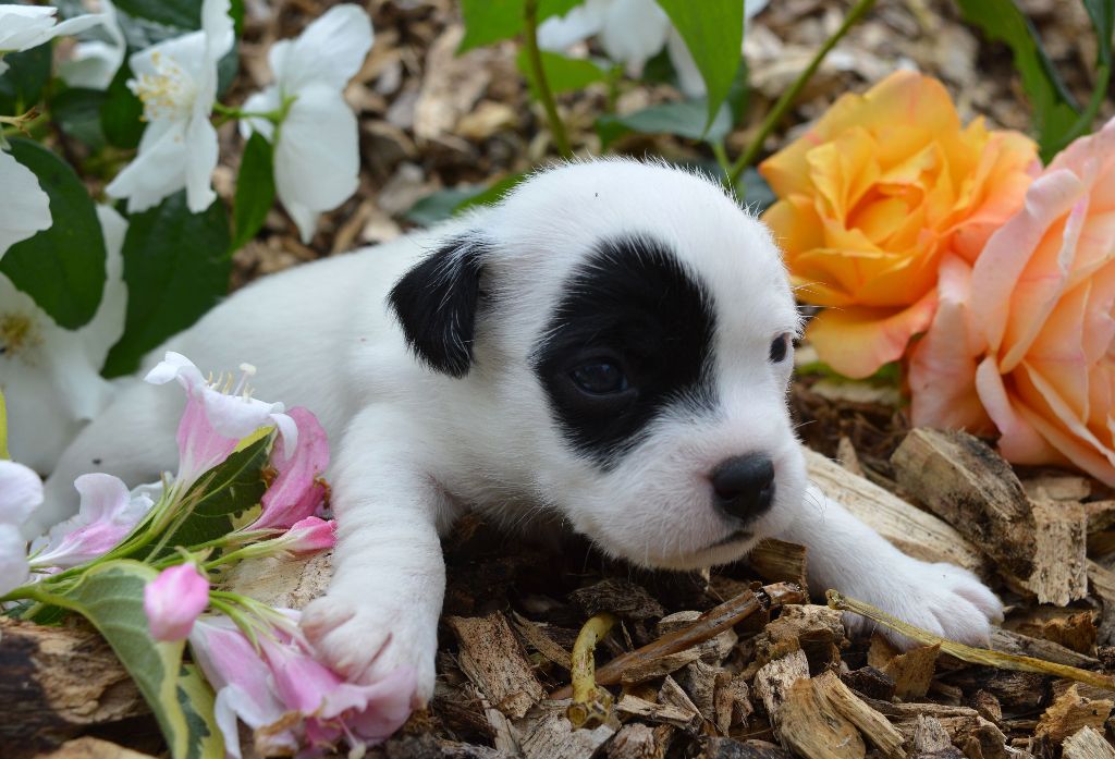 Du Jardin D'inuko - Chiots disponibles - Parson Russell Terrier