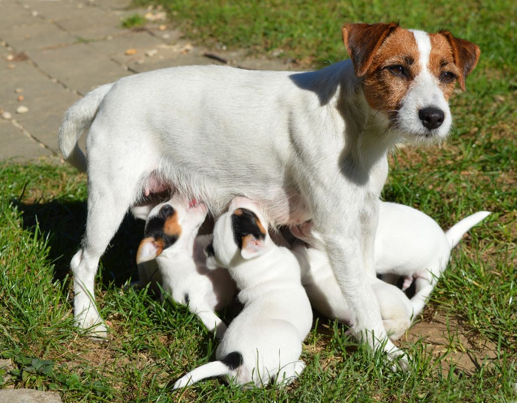 Du Jardin D'inuko - Parson Russell Terrier - Portée née le 24/09/2018