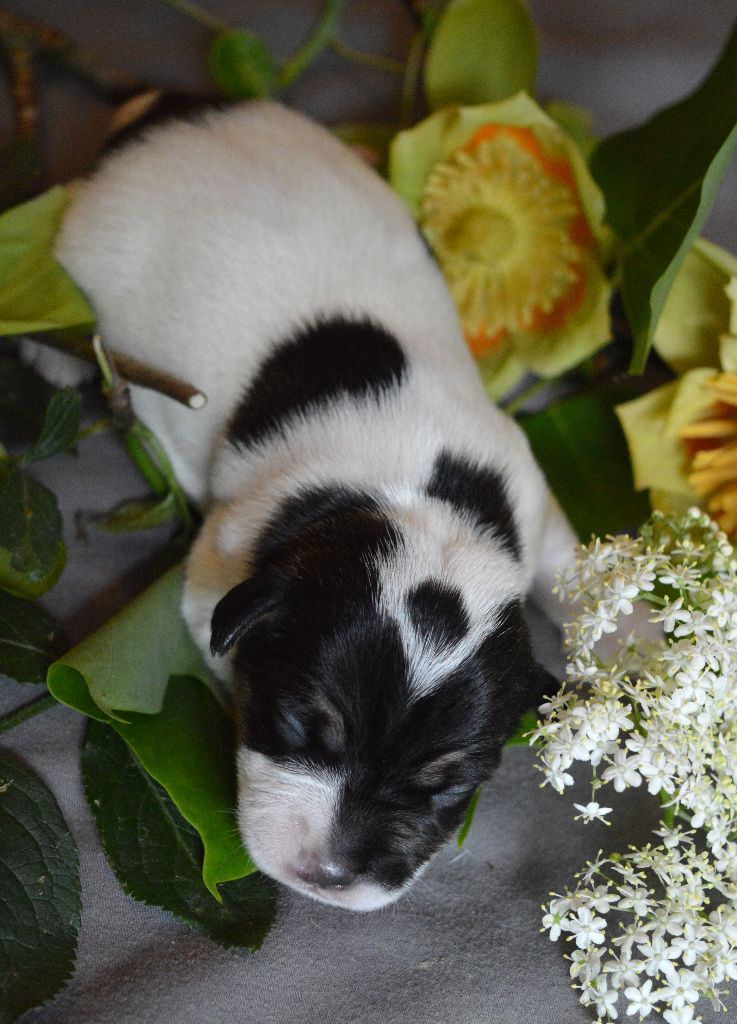 Du Jardin D'inuko - Chiots disponibles - Parson Russell Terrier