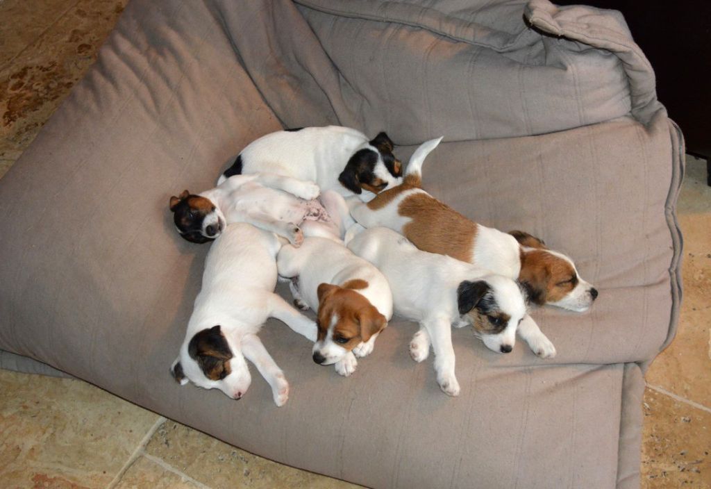 Du Jardin D'inuko - Parson Russell Terrier - Portée née le 19/05/2017