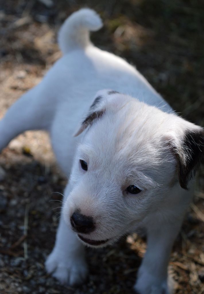 Du Jardin D'inuko - Chiots disponibles - Parson Russell Terrier