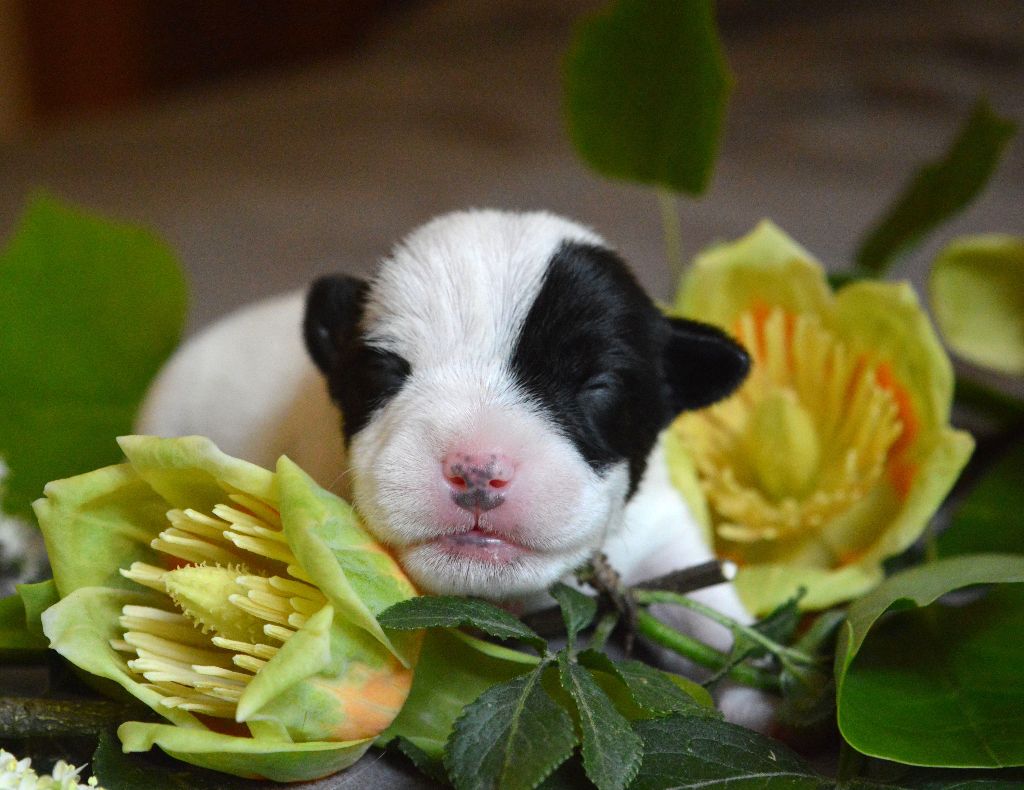 Du Jardin D'inuko - Chiots disponibles - Parson Russell Terrier