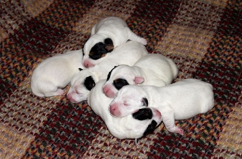 Du Jardin D'inuko - Parson Russell Terrier - Portée née le 03/01/2015