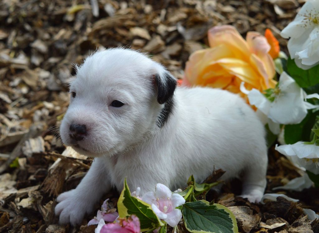 Du Jardin D'inuko - Chiots disponibles - Parson Russell Terrier