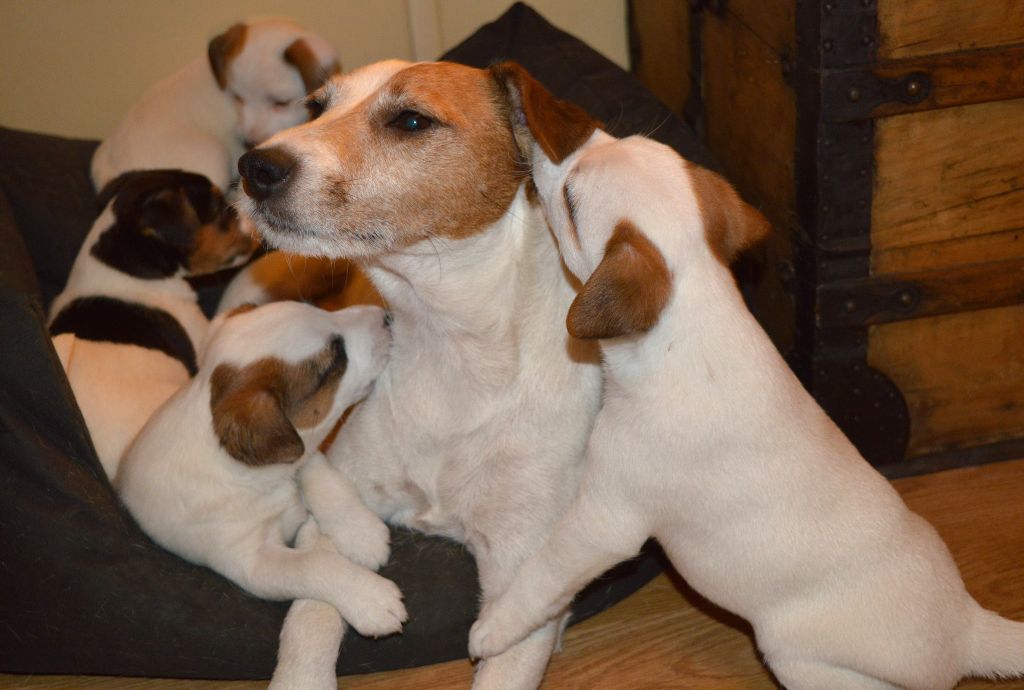 Du Jardin D'inuko - Parson Russell Terrier - Portée née le 07/12/2017