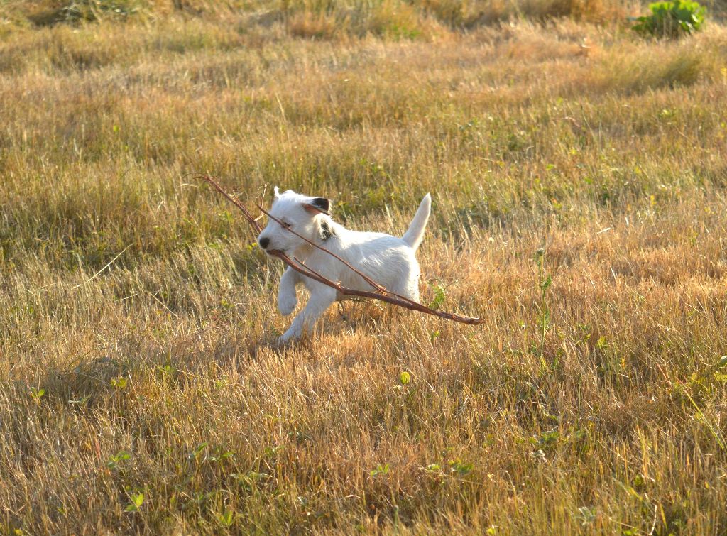 Du Jardin D'inuko - Chiots disponibles - Parson Russell Terrier