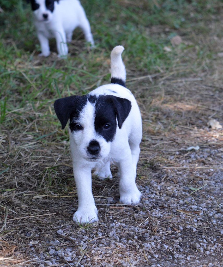 Du Jardin D'inuko - Chiots disponibles - Parson Russell Terrier