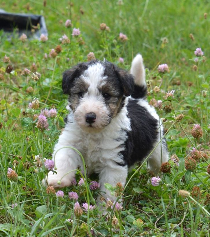 Du Jardin D'inuko - Chiots disponibles - Fox Terrier Poil Dur