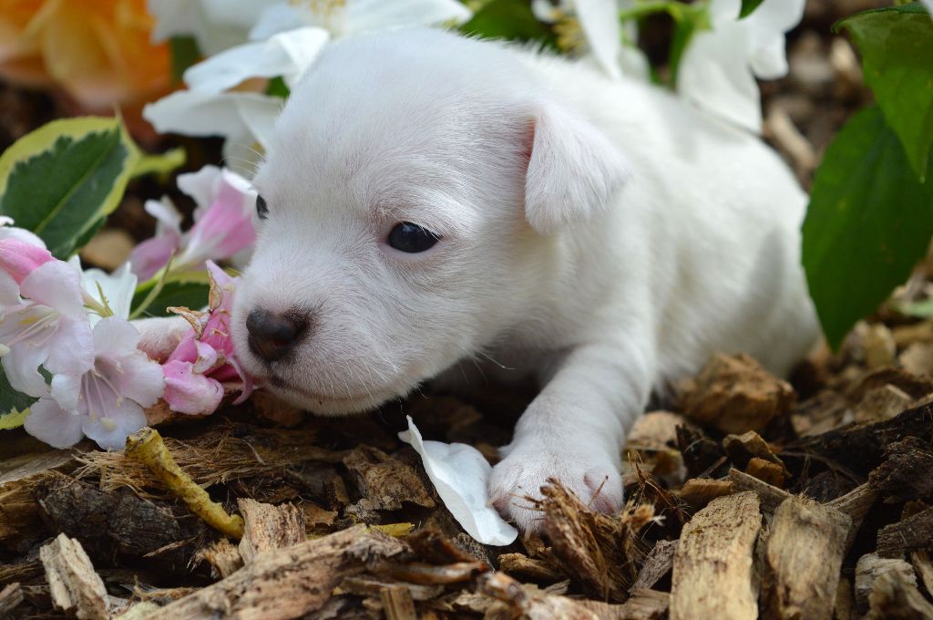 Du Jardin D'inuko - Chiots disponibles - Parson Russell Terrier