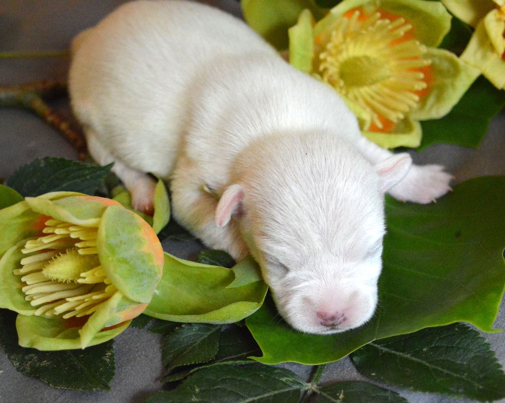 Du Jardin D'inuko - Chiots disponibles - Parson Russell Terrier