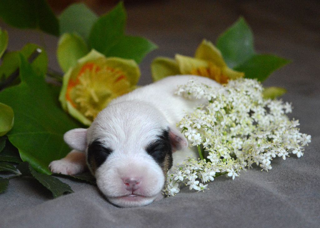 Du Jardin D'inuko - Chiots disponibles - Parson Russell Terrier