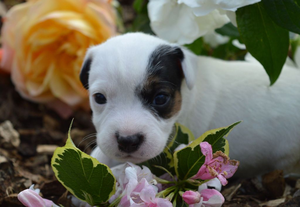 Du Jardin D'inuko - Chiots disponibles - Parson Russell Terrier