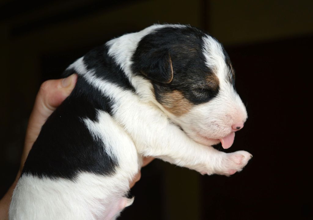 Du Jardin D'inuko - Chiots disponibles - Fox Terrier Poil Dur
