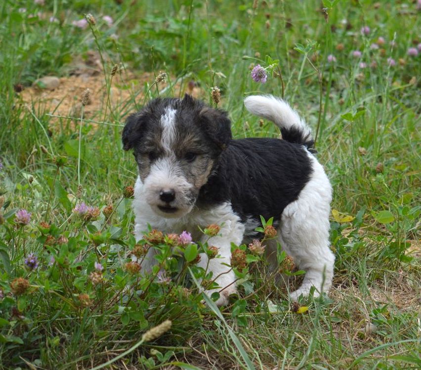 Du Jardin D'inuko - Chiots disponibles - Fox Terrier Poil Dur