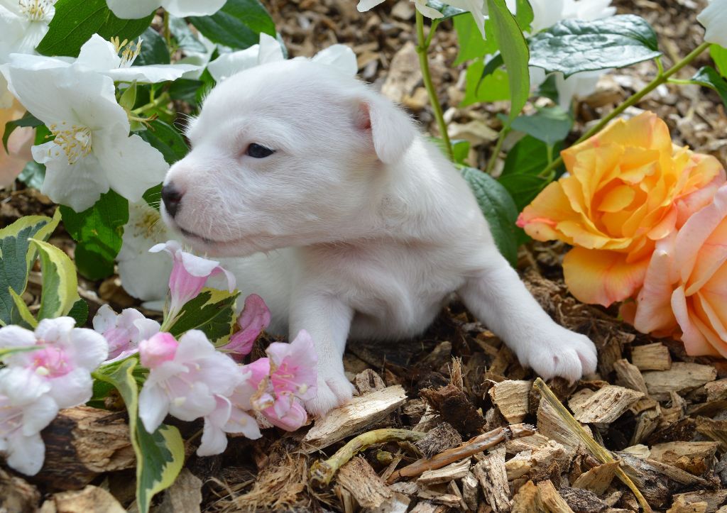 Du Jardin D'inuko - Chiots disponibles - Parson Russell Terrier