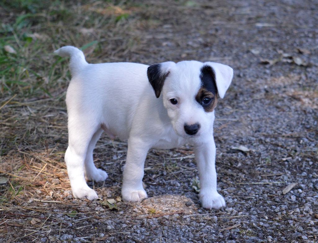Du Jardin D'inuko - Chiots disponibles - Parson Russell Terrier
