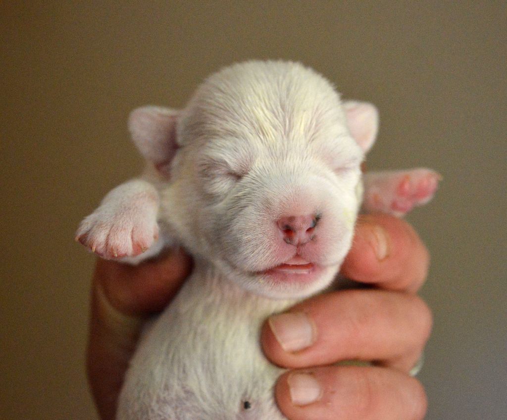 Du Jardin D'inuko - Chiots disponibles - Parson Russell Terrier