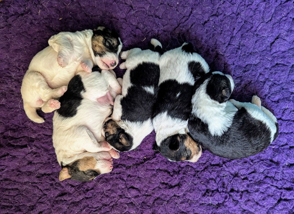Chiot Fox Terrier Poil Dur Du Jardin D'inuko