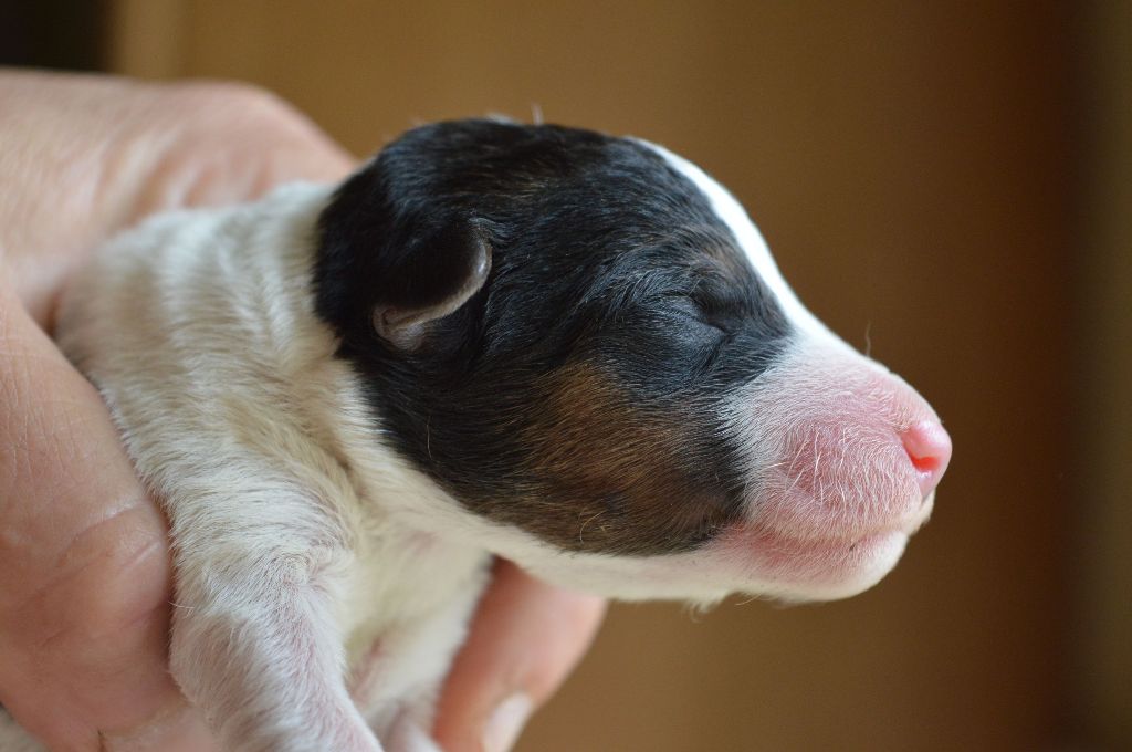 Du Jardin D'inuko - Chiots disponibles - Fox Terrier Poil Dur