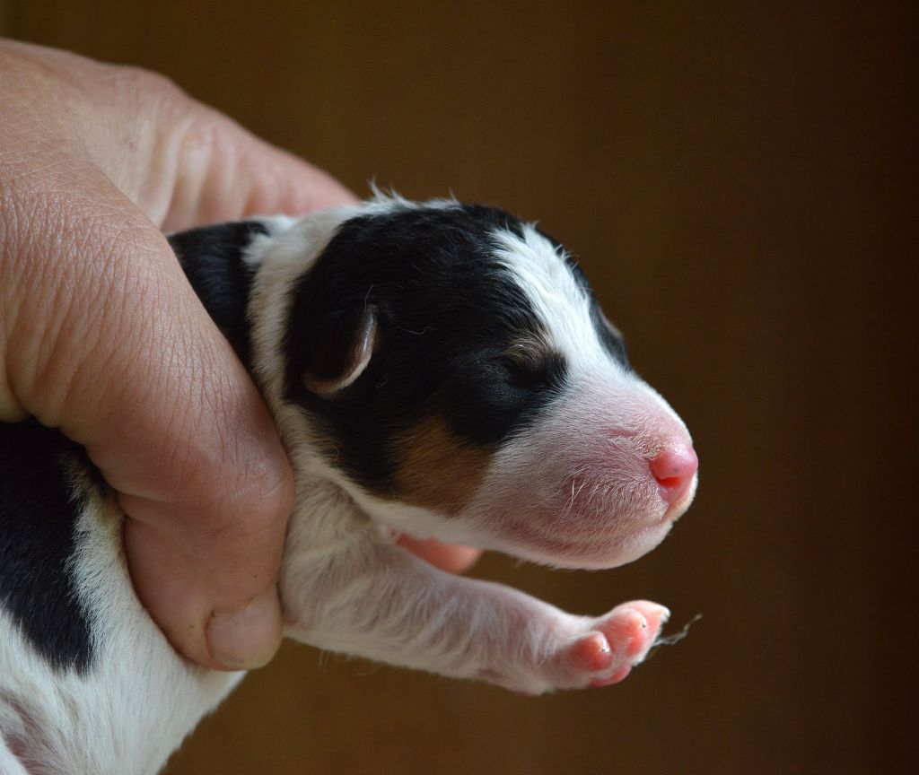 Du Jardin D'inuko - Chiots disponibles - Fox Terrier Poil Dur