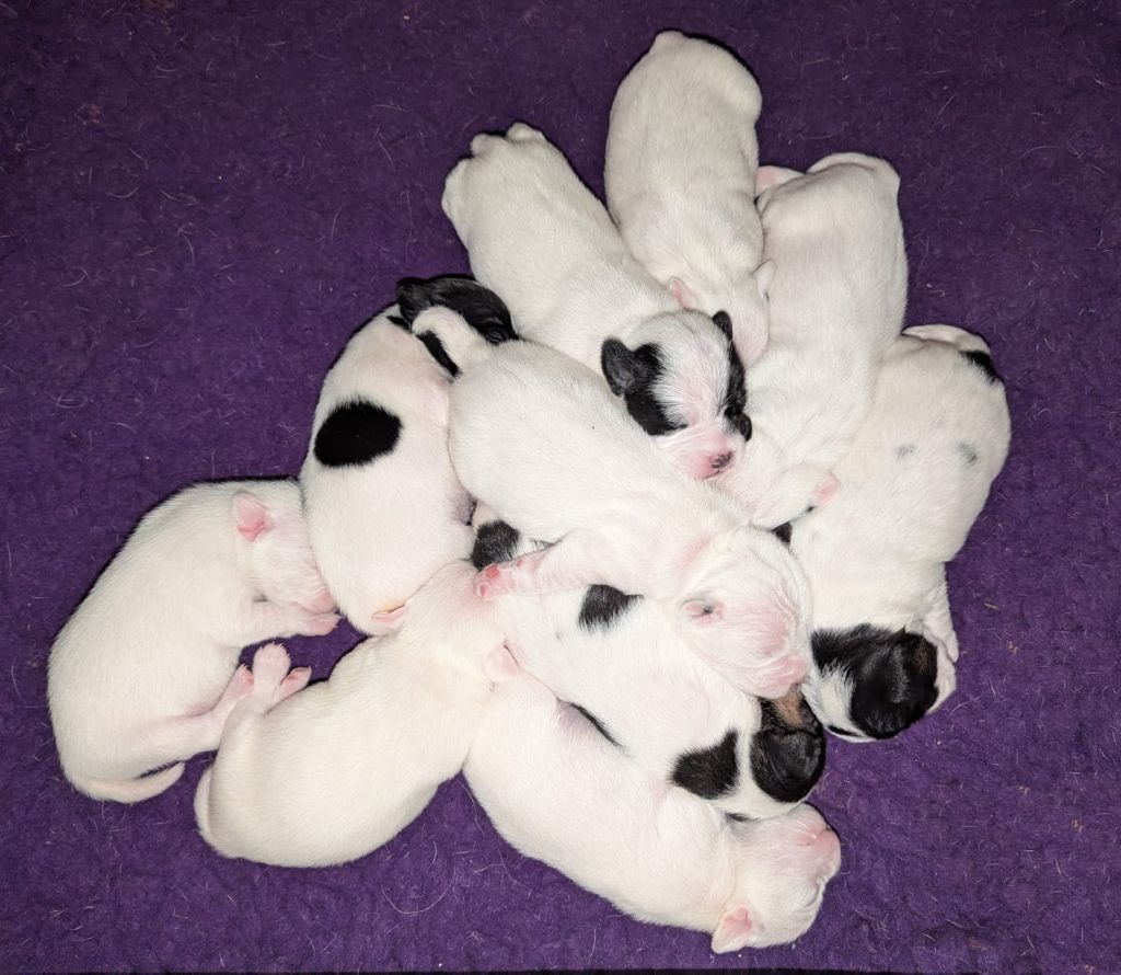 Chiot Parson Russell Terrier Du Jardin D'inuko