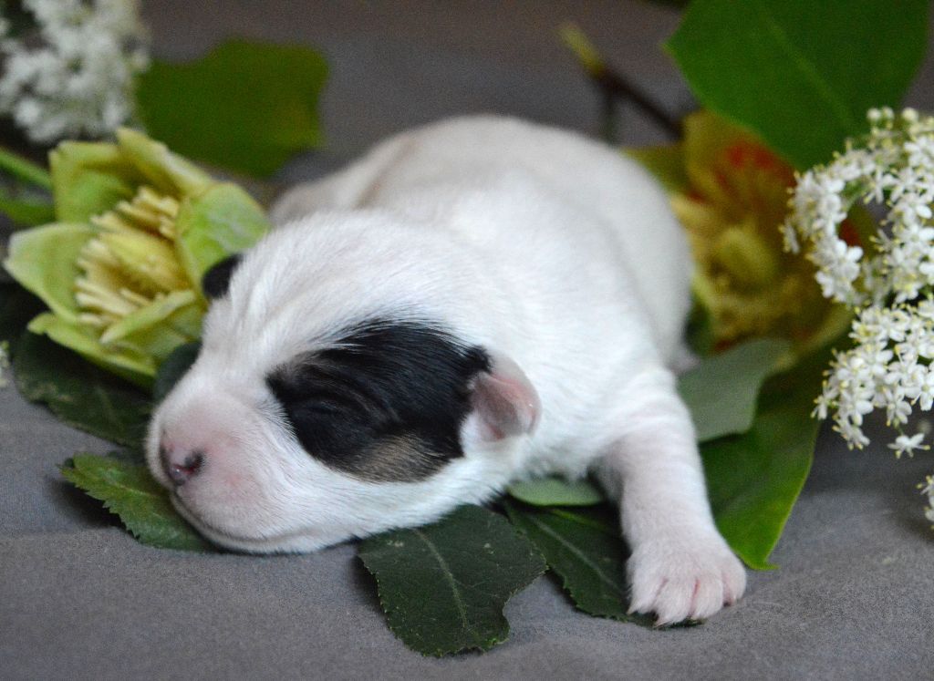 Du Jardin D'inuko - Chiots disponibles - Parson Russell Terrier
