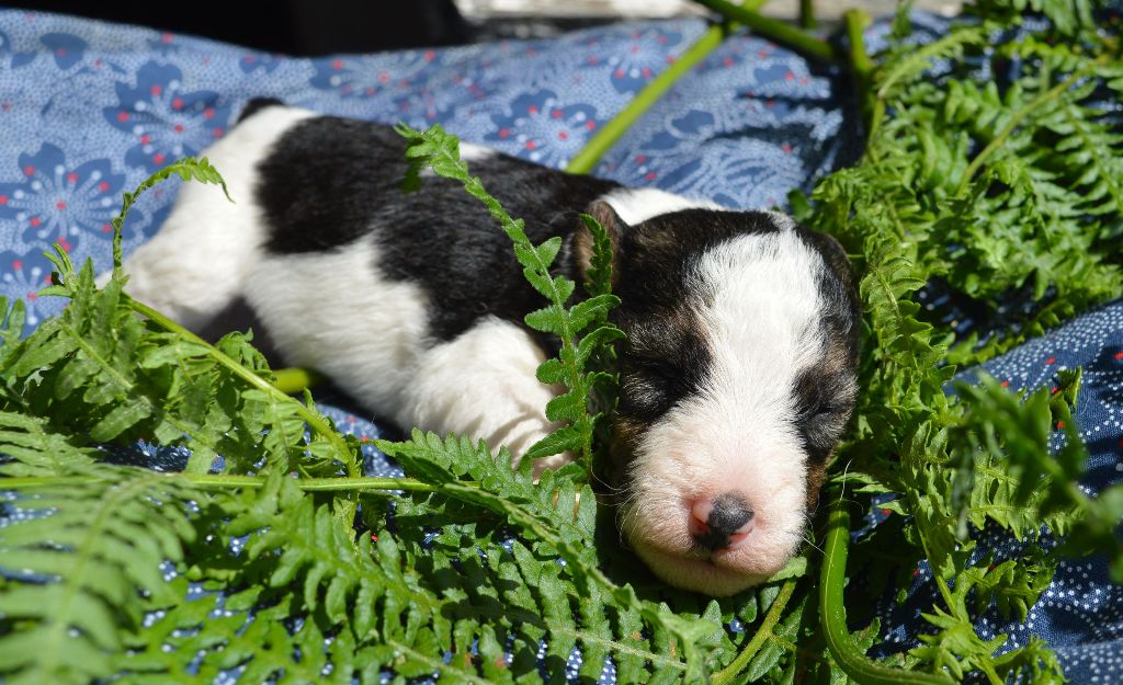 Du Jardin D'inuko - Chiots disponibles - Fox Terrier Poil Dur
