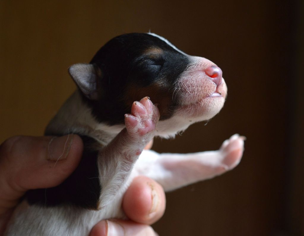 Du Jardin D'inuko - Chiots disponibles - Fox Terrier Poil Dur