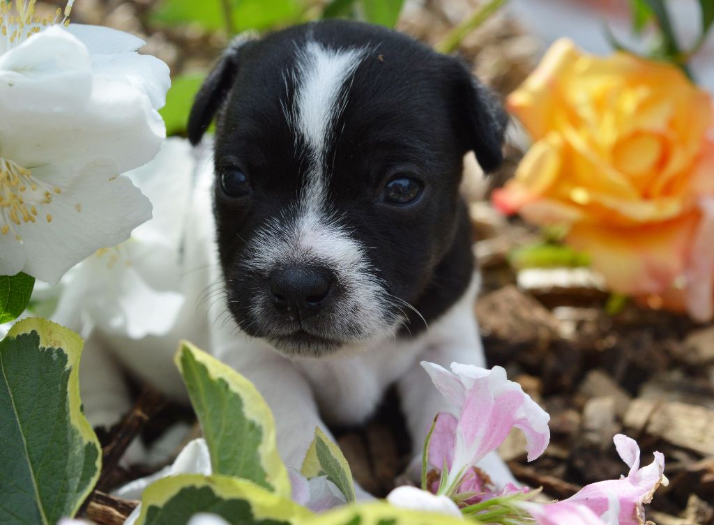 Du Jardin D'inuko - Chiots disponibles - Parson Russell Terrier